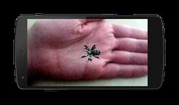 Spinne auf der Hand Streich Bild 3