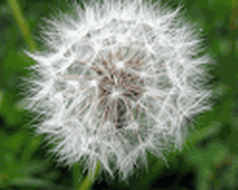 dandelion game download