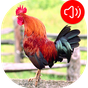 ไอคอน APK ของ เสียงไก่ป่าขัน ริงโทน