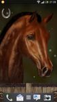 Imagem 7 do Arabian Horse Free Wallpaper