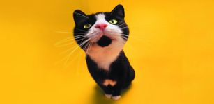 Imagem  do Funny Cat Live Wallpaper