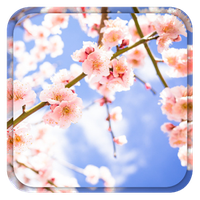 ディズニー画像ランド 綺麗な桜 壁紙 アプリ