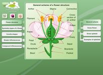 Biologie - Pflanzenanatomie Bild 11