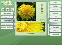 Imagen 12 de Biología: morfología la planta