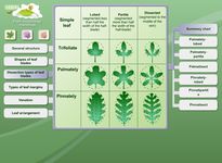 Imagen 8 de Biología: morfología la planta