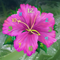 Ícone do apk Flower Clock Live Wallpaper