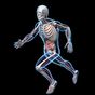 Human Anatomy RA apk icono