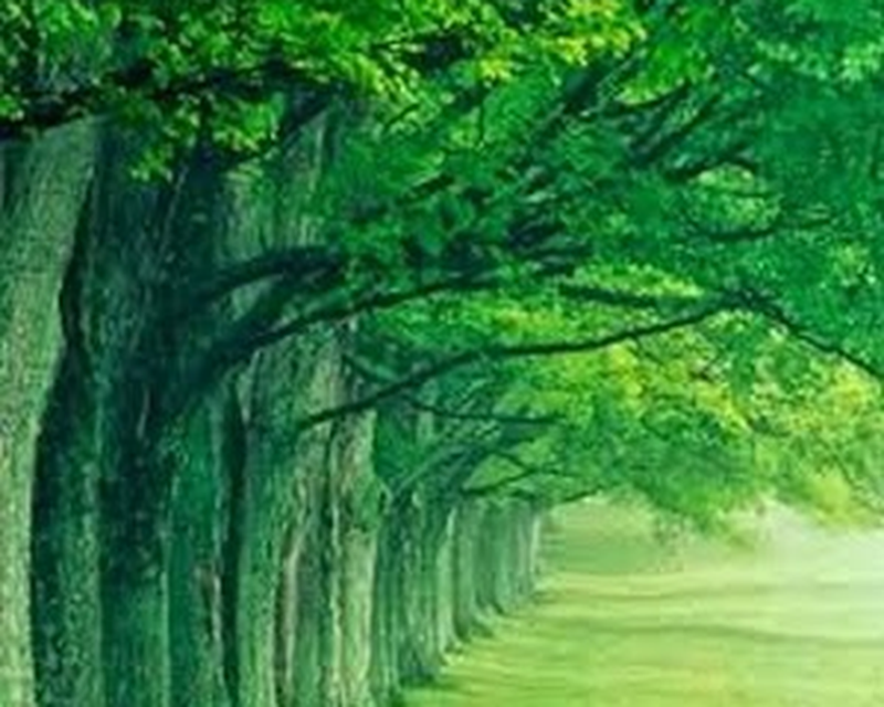Green Nature Hd Wallpaper Android Muangrit Androidout