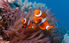 Captura de tela do apk Marine Aquarium Live Wallpaper 