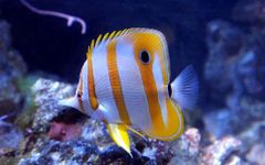 Captura de tela do apk Marine Aquarium Live Wallpaper 7