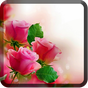 Ícone do apk Roses Wallpapers for Chat