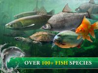 Gambar Big Fish King 11