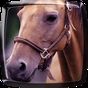 APK-иконка Лошадь Живые Обои