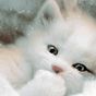 Sweet Baby Cat Live Wallpaper apk icono