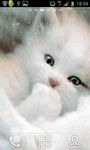 Imagen 1 de Sweet Baby Cat Live Wallpaper