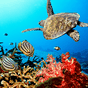 Icône apk Aquarium Live Wallpaper
