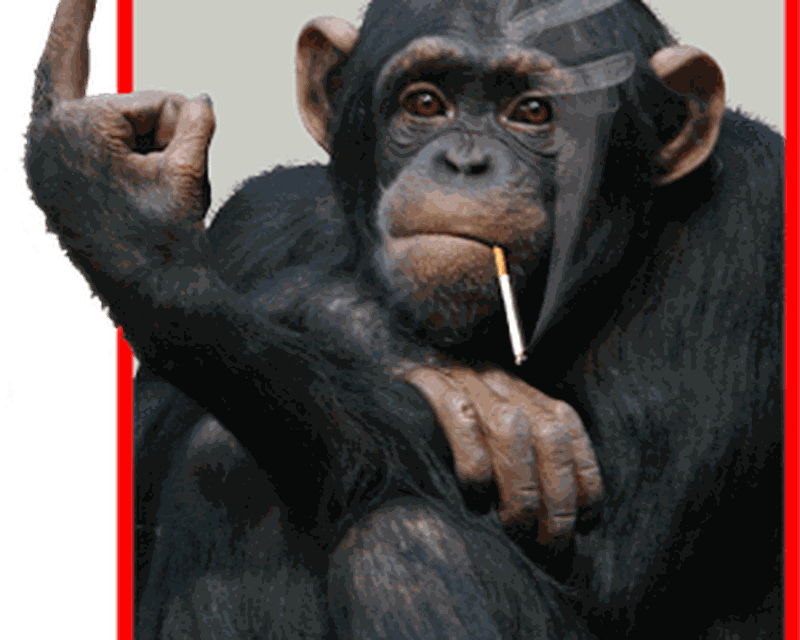 monkey video chat app download for android