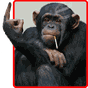 Ícone do apk Macaco engraçado fundo animado