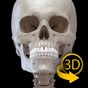 Biểu tượng apk Skeletal System - 3D Anatomy
