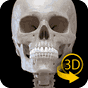Skelettsystem - 3D Anatomie APK Icon