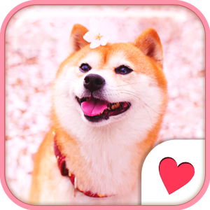 Android用無料apkかわいいきせかえ壁紙 柴犬のお花見 をダウンロードしよう