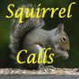 Squirrel Calls APK