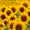Sunflower HD Live Wallpaper  APK