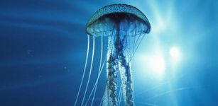 3D Jellyfish HD Live Wallpaper imgesi 8