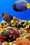 Captura de tela do apk 3D Aquarium Live Wallpaper 