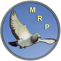 Racing Pigeon Speed apk icon