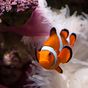 Ícone do apk Clownfish Wallpapers