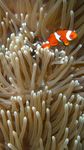 Clownfish Wallpapers obrazek 1