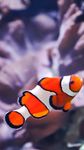 Clownfish Wallpapers obrazek 2