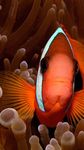 Clownfish Wallpapers obrazek 3