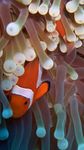 Clownfish Wallpapers obrazek 4