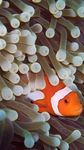 Clownfish Wallpapers obrazek 5