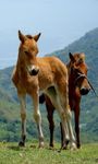 Imagem  do Cavalos: Jogos para a família