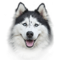 APK-иконка Все Породы Собак