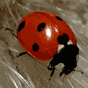 APK-иконка Ladybug - Live Wallpaper