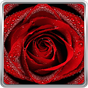 ไอคอน APK ของ ดอกกุหลาบสีแดงสดวอลล์เปเปอร์