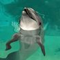 Ícone do Funny Dolphin Live Wallpaper