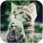 かわいい猫の壁紙 APK