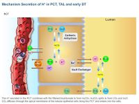 Physiology Learning Pro Bild 6