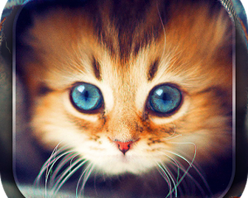 Pisici Drăguţ Imagini Fundal Android Download
