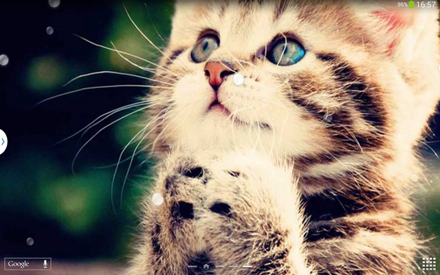 Cute Cats Live Wallpaper Android Free Download Cute Cats Live