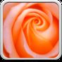 Macro Rose Live Wallpaper apk icon