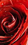 Macro Rose Live Wallpaper image 