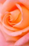 Macro Rose Live Wallpaper image 5