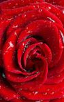 Macro Rose Live Wallpaper image 6