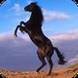 Horse - PuzzleBox APK